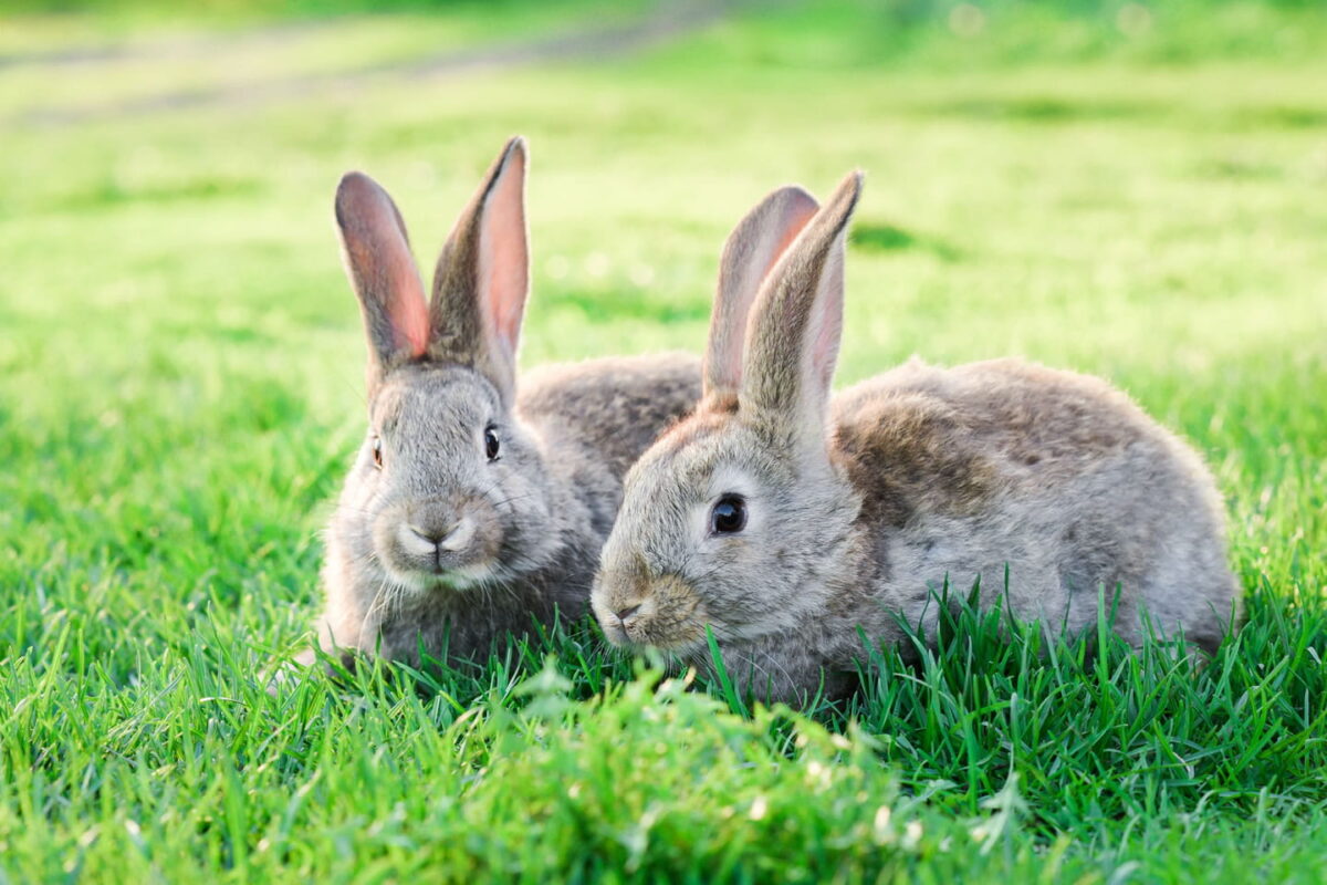 Lapins